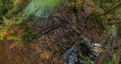 Image result for Equirectangular Forest