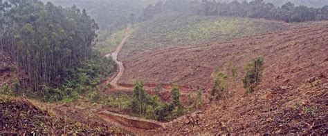 Weak governance escalating deforestation in Tanzania: FAO report