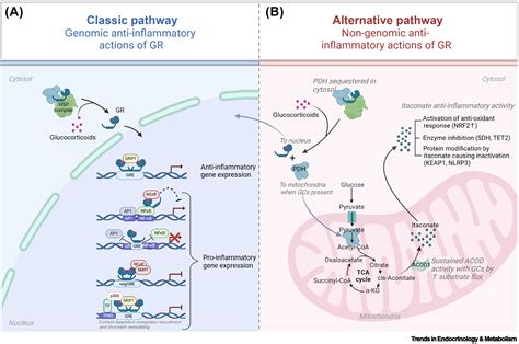 New anti-inflammatory mechanism of glucocorticoids uncovered: Trends in Endocrinology & Metabolism