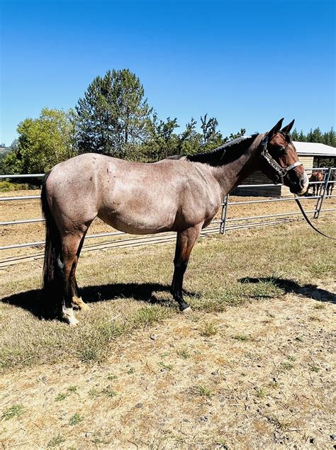 Bay Roan Quarter Horses