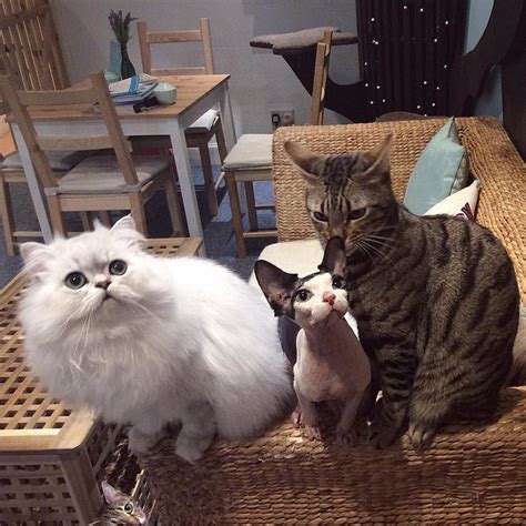 Why novelty dining experiences are just another way of getting high