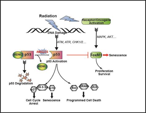 Image result for Radiation Therapy CPT Code
