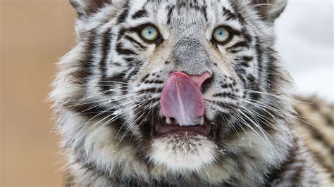 Download wallpaper 1920x1080 tiger, protruding tongue, predator, big ...