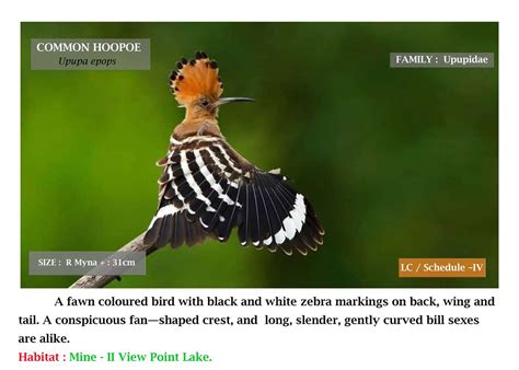 Mines Become Meadows: Symphony of Birds | Coal Controller's Organization