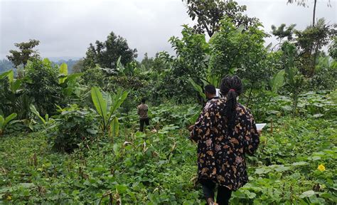 Four ways to measure coffee yields in Ethiopia - Laterite