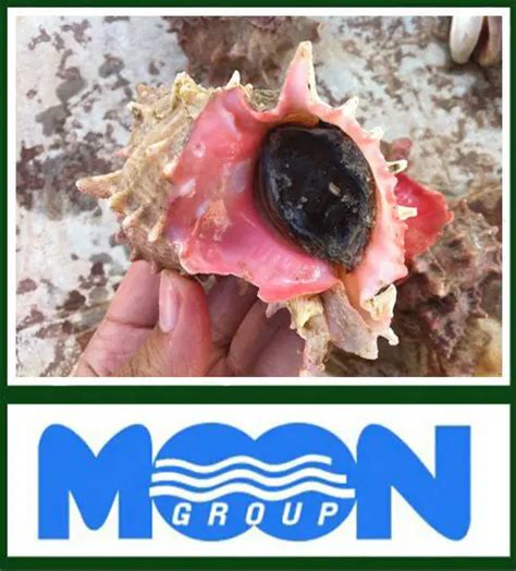Image result for Conch Shell Meat