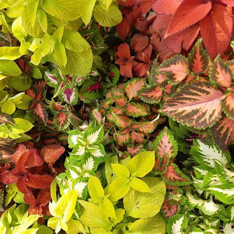 Coleus - A+ Garden Center | Duluth, Minnesota | Plants, Trees, Shrubs ...