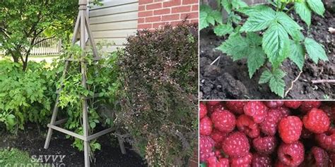 Image result for Winterizing Raspberry Plants