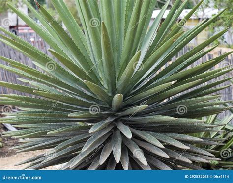 Agave Plant Close Up in the Mexican Oaxaca Region Stock Image - Image ...