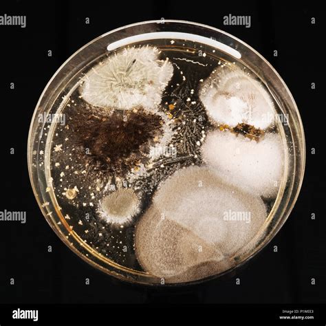 Agar bacteria hi-res stock photography and images - Alamy