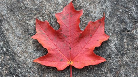 Maple Leaf Identification Chart: A Simple Guide - Randy Lemmon