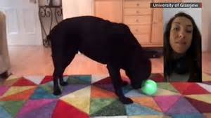 Why Do We Call Dogs Dogs