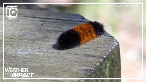 Behind the folklore: How woolly worms connect to the winter weather ...