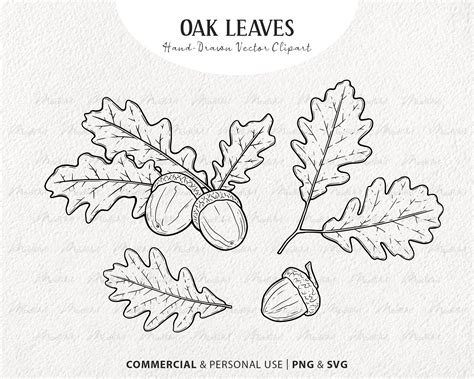 White Oak Leaf Vector