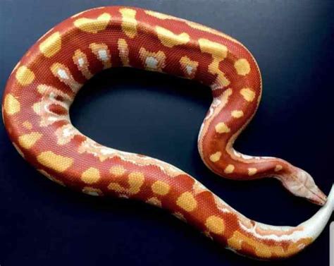 Image result for Blood Python Eggs