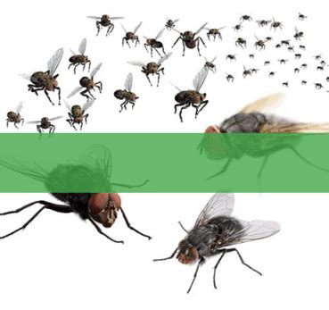 Pest Control in Jaipur | Termite Control in Jaipur - Eliminate Unwanted ...
