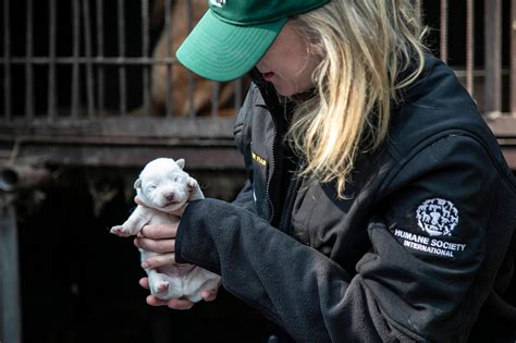 What Does Dog Meat Taste Like? How People Have Said It Tastes