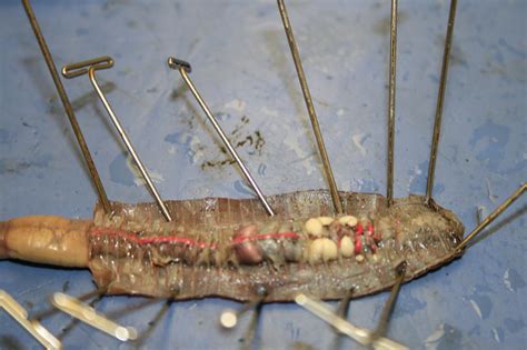 Image result for Free Virtual Earthworm Dissection Lab