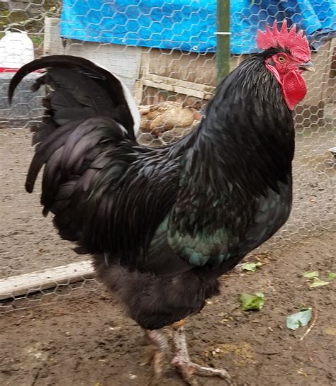Black Australorp | BackYard Chickens - Learn How to Raise Chickens