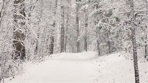 Download wallpaper 1920x1080 trees, trail, forest, snow, winter, nature ...