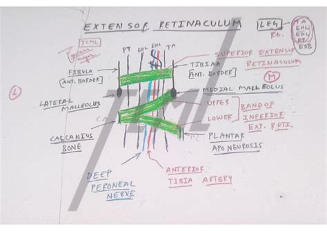 Image result for Extensor Retinaculum
