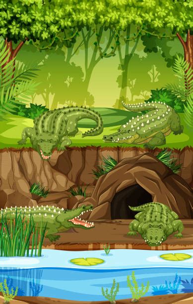 Swamp Cartoon 的图像结果