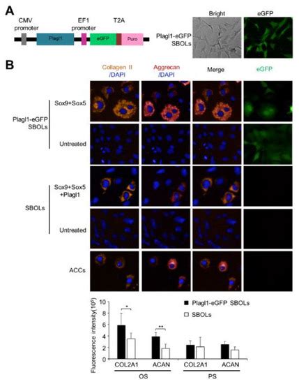 Direct Reprogramming of Mouse Subchondral Bone Osteoblasts into ...