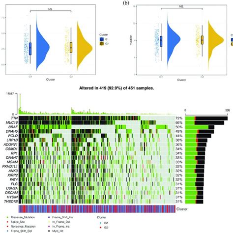 Image result for Copy Number Variation Mutation