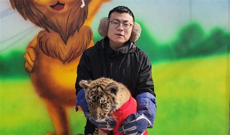 Tigerpython Rabbit 的图像结果