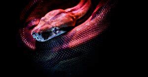 Image result for Python Versus