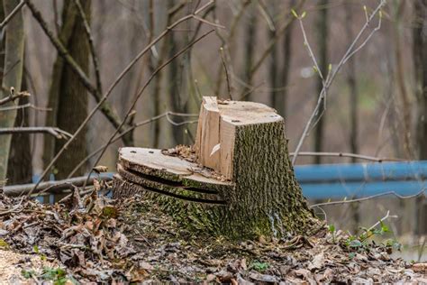 Image result for Face Cut Tree Felling