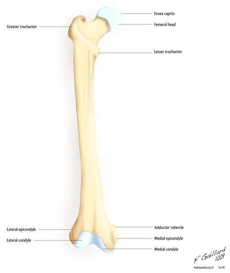 Fémur Condyle Latéral