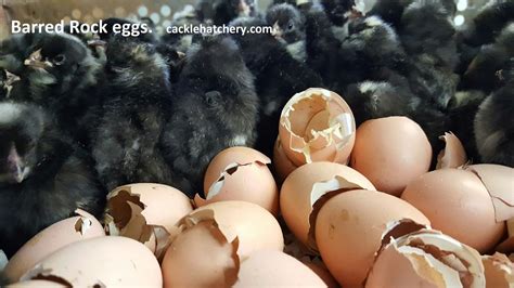 Partridge Rock Chicken Eggs Barred Rock Chicks – Hard Run Acres