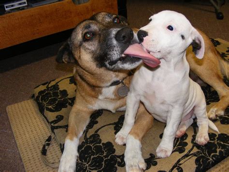 Why Do Dogs Always Lick You