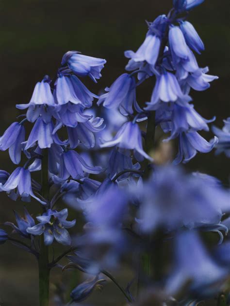 Blue Bell Flower Hd Images | Best Flower Site