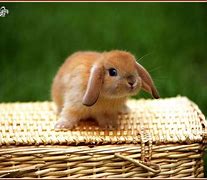 Image result for Cute Baby Bunnies Lop Eared