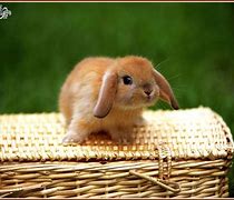 Image result for Cute Brown Baby Bunny