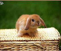 Image result for Chibi Bunnies