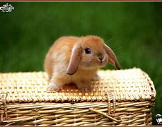 Image result for Bunnies Wearing Costumes
