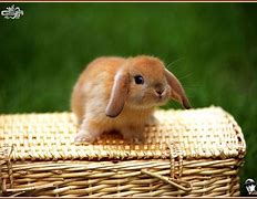 Image result for Draw a Cute Bunny for a Little Sister