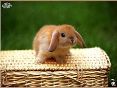 Image result for Border Bunnies