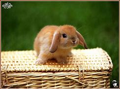 Image result for Baby Bunny Ears