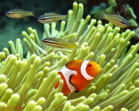 Image result for Poisson Clown