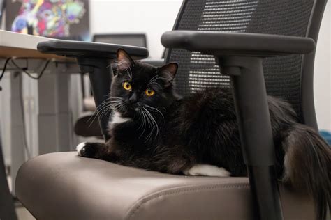 Meet the Outer Banks SPCA Pet of the Week, Dakota | Island Free Press