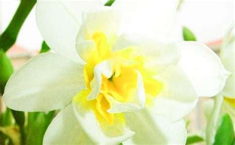 描写水仙花的气味,水仙花的样子描写(第10页)_大山谷图库