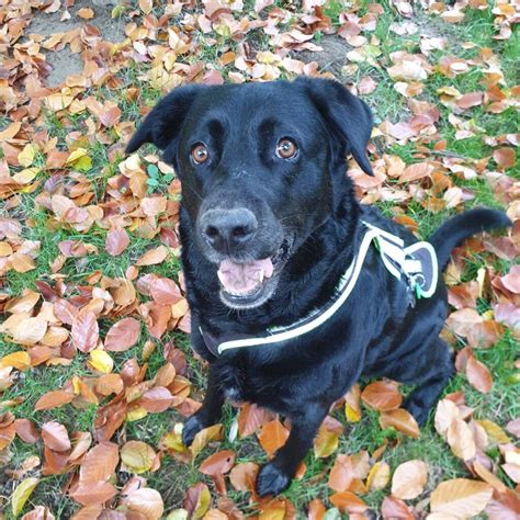 Top 44 Cutest Bernese Mountain Dog Mixes Of All Time