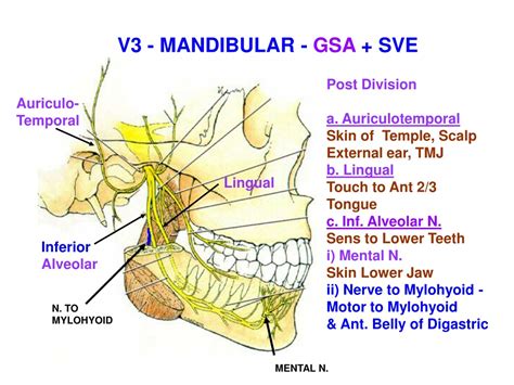 Trigeminal Nerve Branches