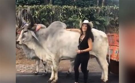 बैल से डरी 'पापा की परी', पोज देने के चक्कर में हुआ ये हाल, देखें VIDEO ...