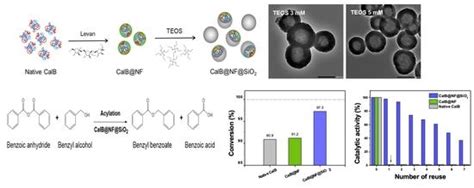 Thermally Stable and Reusable Silica and Nano-Fructosome Encapsulated ...