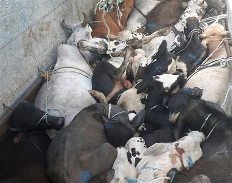 Is illegal animal trafficking a threat to the nation? - India Today